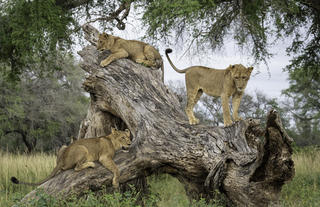 Lions Cubs