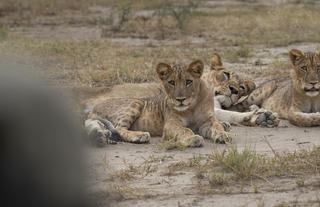 Lion Cubs