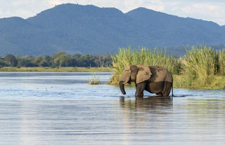Elephant in Zambezi