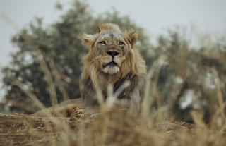 Male Lion