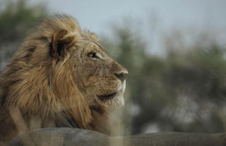 Male Lion