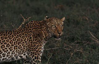 Leopard