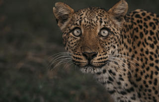 Leopard