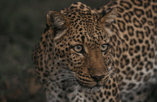 Leopard