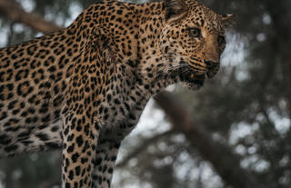 Leopard