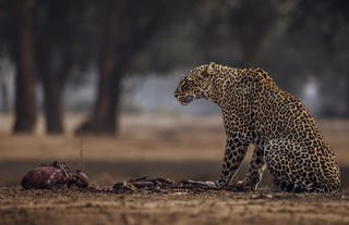 Leopard