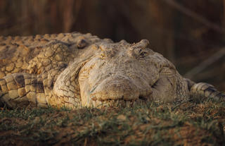 Crocodile