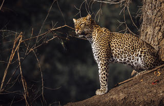 Leopard