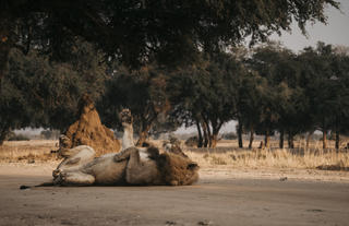 Male Lion