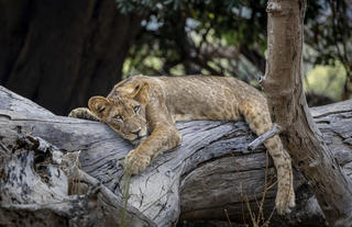 Lion Cub