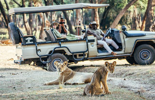Lions On A Game Drive
