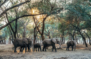 Elephant Family In The Winterthorn Forest