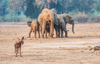 Wild Dogs & Elephants