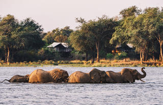 Elephants Swimming in front of Anabezi Camp