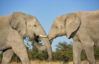 Safarihoek Lodge - Elephant 