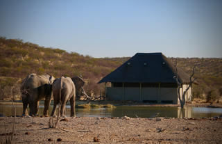 Safarihoek Lodge - Elephants at the hide