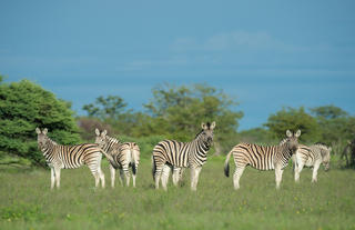 Safarihoek Lodge - Zebra