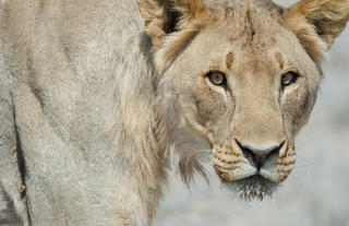 Safarihoek Lodge - Young Male Lion