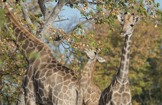 Safarihoek Lodge - Family of Giraffe