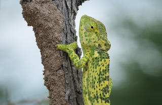 Safarihoek Lodge - Flap-necked Chameleon 