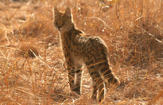 Serval cat 
