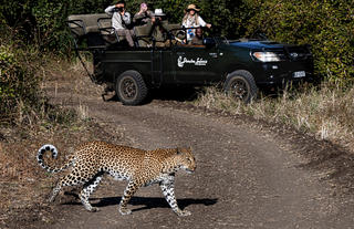 Leopard sighting