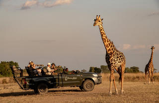Giraffe sighting