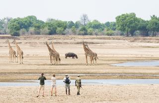 Walking Safaris