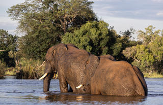 Thorntree River Lodge