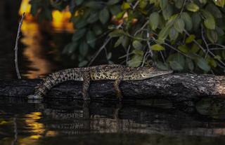 Thorntree River Lodge