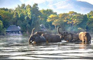 Chiawa Camp - A wildlife paradise