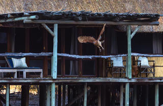 Pels Fishing Owl in front of chalet