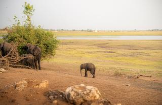 Chobe National Park