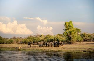 Chobe National Park