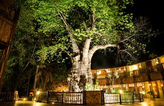 Entrance Mowana Tree 