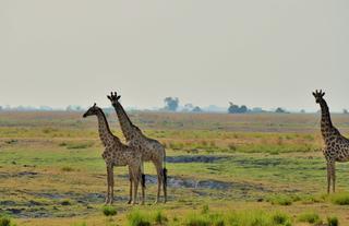 Chobe National Park
