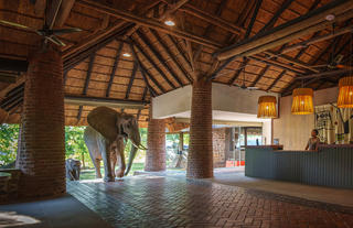 Elephant coming through Mfuwe Lodge reception