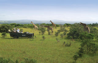 Kariega safari experience