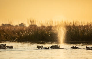 Hippos at Sunset Near Selinda Camp