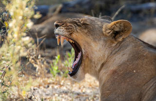 Lion in the Selinda Reserve