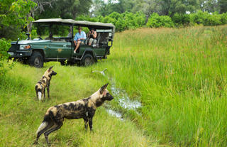 Wild Dogs on the Hunt in Selinda