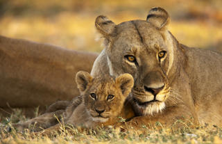 Mother and Cub near Selinda Camp