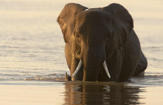Wading Elephant in the Selinda Reserve