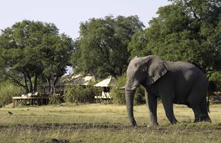 Elephant in front of Zarafa Camp