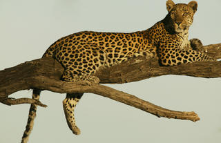 Selinda Reserve Leopard