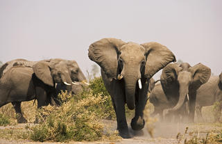 Selinda Reserve Elephants