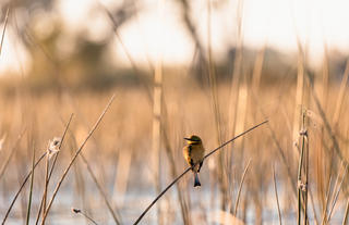 Wilderness Little Vumbura