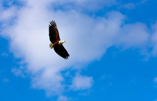 Eagle over Duba Plains