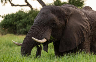 Elephant near Duba Plains