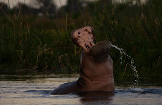 Hippo near Duba Plains